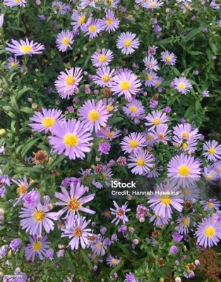  Yellow Flowers on the Green Grass: A Tapestry of Childhood, War, and Enduring Love